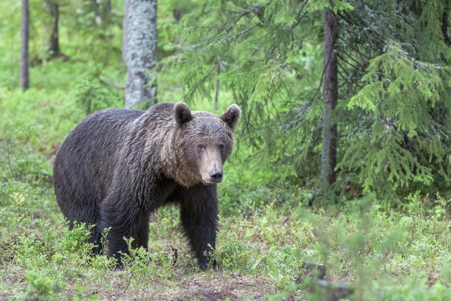 Ein Braunbär im Grünen vor einem Waldstück. (Symbolbild: Tapani Hellman auf Pixabay) 