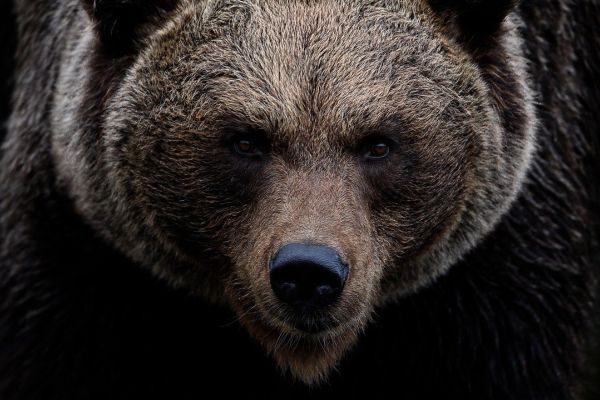 Trentino beschließt umstrittenes Gesetz zur Regulierung der Bärenpopulation