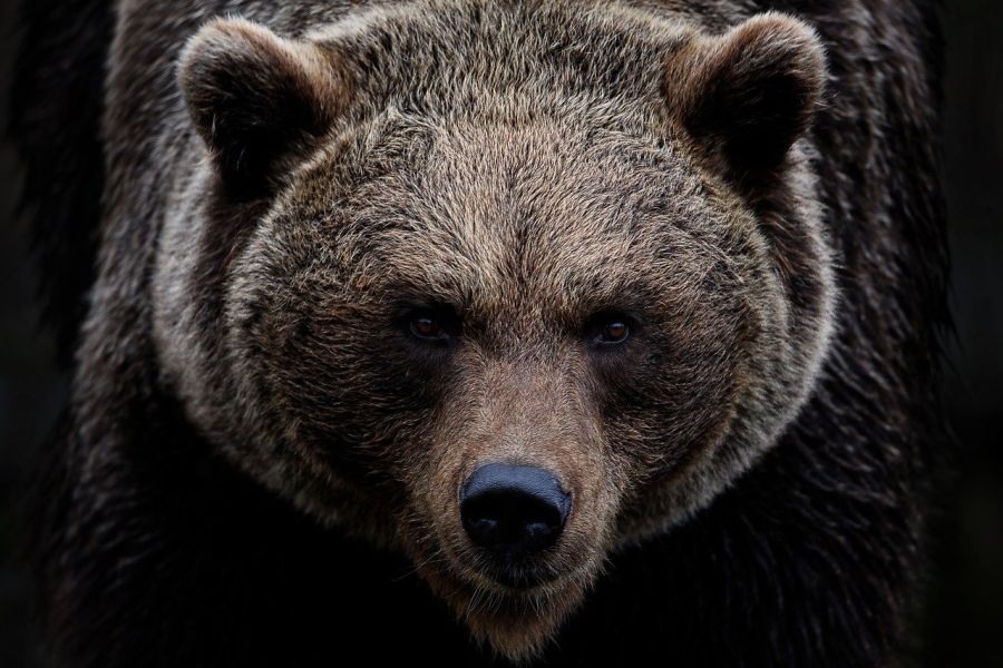 Trentino beschließt umstrittenes Gesetz zur Regulierung der Bärenpopulation
