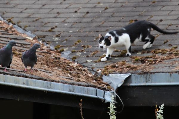 Katzen draußen streunen lassen ist asozial