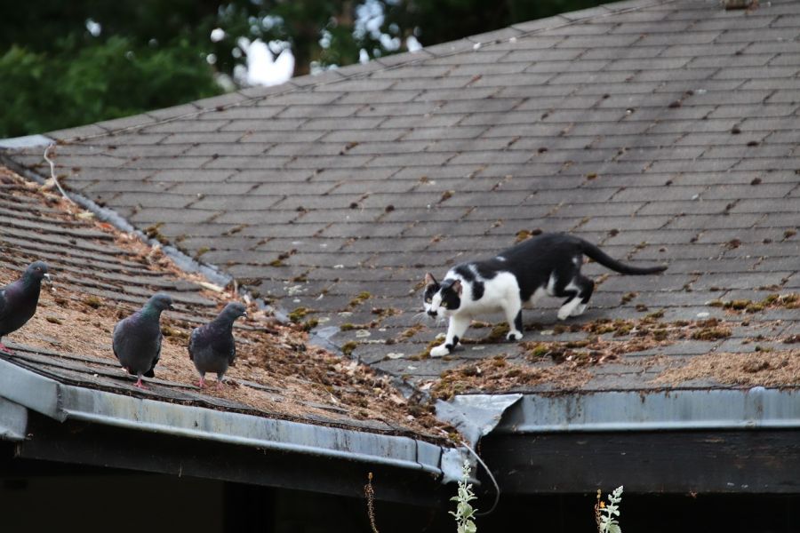 Eine schwarz-weiße Katze schleicht sich an drei Tauben heran. (Symbolbild: Jacques GAIMARD auf Pixabay)