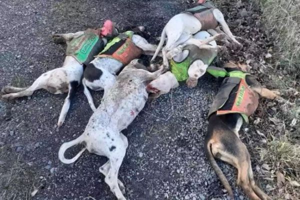 Neuer Wendepunkt im Fall der in der Ardèche getöteten 7 Jagdhunde