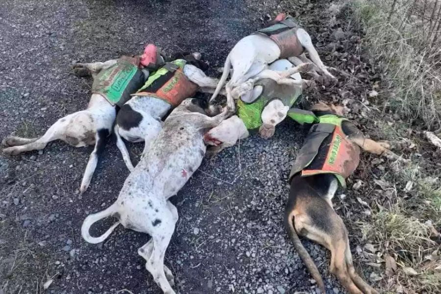 Sechs der sieben erschossenen und erstochenen Hunde, die größtenteils noch ihre Schutzwesten tragen, die leider nur vor tierischen Schweinen Schützen. (Quelle: Le Journal Nos Chasses/Facebook)