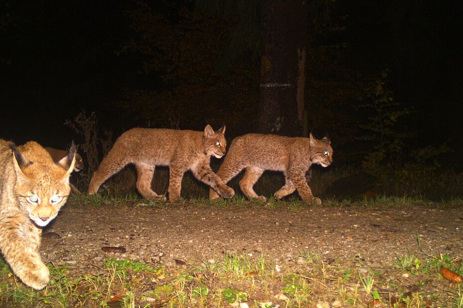 Jungluchse passieren einen Fotofallenstandort im Solling. (© Nationalpark Harz)