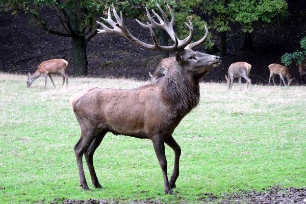 Landesjagdverband Sachsen-Anhalt: Plädoyer für eine faktenbasierte Wildbewirtschaftung