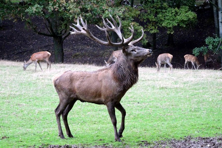 Ein Rothirsch und drei Stücke Kahlwild auf einer Lichtung im Wald. (Symbolbild: Gabriele Ottich auf Pixabay)