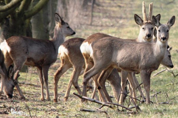 Keine Schonzeitverkürzung mehr: Jagdministerium setzt BJV-Forderung um