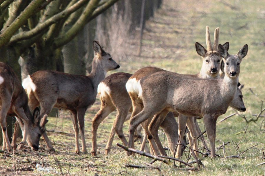 Ein Sprung Rehe. Die Gehörne der Böcke sind noch im Bast. (Symbolbild: Annett auf Pixabay)