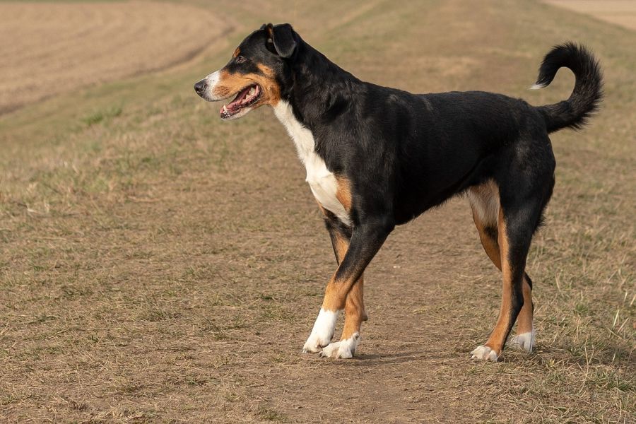 Eine Appenzeller Hündin. (Symbolbild: Vince Scherer auf Pixabay)