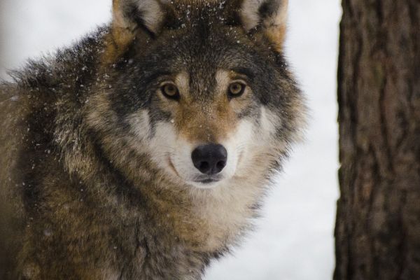 Drastische Reduzierung der Wolfspopulation in Schweden gefordert