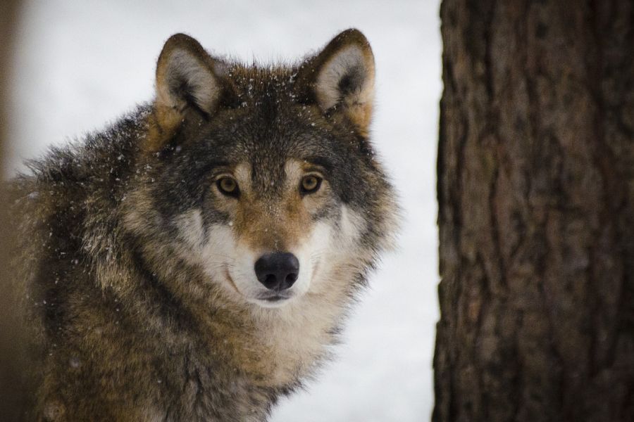Ein Wolf mit ein wenig Schnee auf dem Fell. (Symbolbild: Madeleine Lewander auf Pixabay)