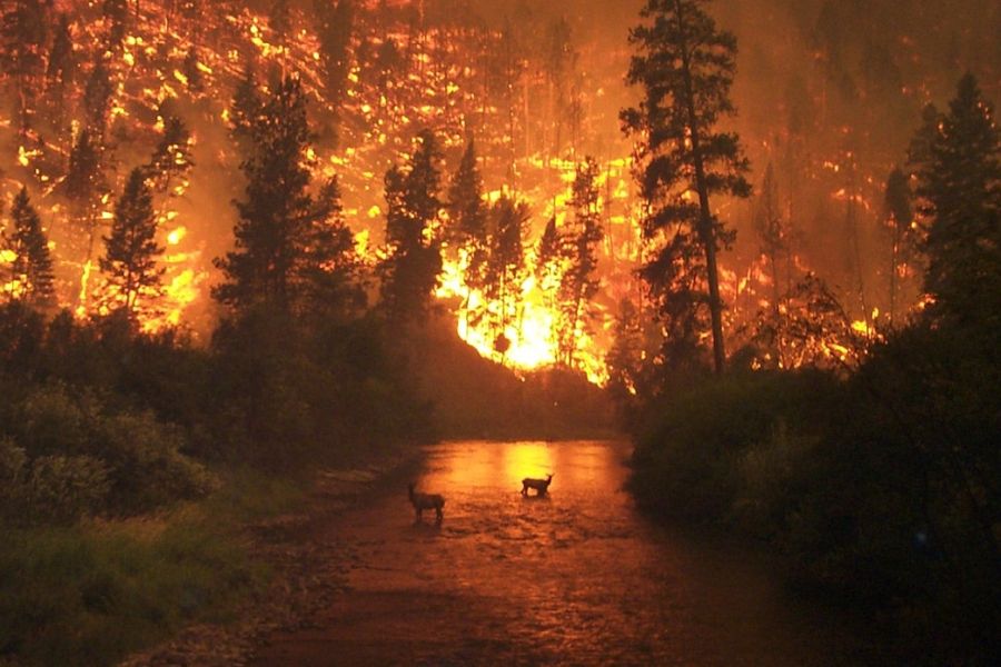 Eine Hirschkuh rettet sich mit ihrem Kalb vor einem Waldbrand in einen Fluss. (Symbolbild: WikiImages auf Pixabay)