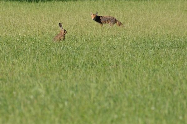 NRW bleibt Hasenland Nummer 1