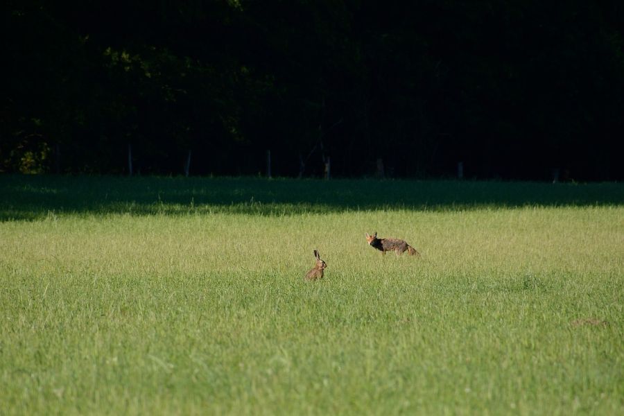 Nur durch scharfe Bejagung von Prädatoren, wie es beispielsweise die Kreisjägerschaft Warendorf mit ihrem W-Land Projekt vorbildlich praktiziert, können die Hasenbestände dauerhaft wachsen. (Symbolbild: Brigitte Peters auf Pixabay)