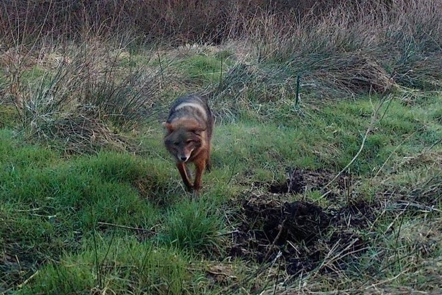 Ein Goldschakal ging im Amtsbereich Schenefeld in die Fotofalle. (Quelle: Foto: privat)