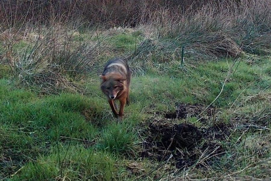 Ein Goldschakal ging im Amtsbereich Schenefeld in die Fotofalle. (Quelle: Foto: privat) 