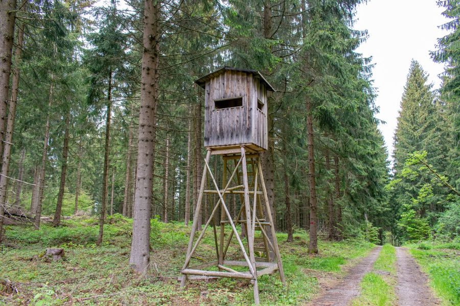 Ein Hochsitz, eine sog. Kanzel, in einem Waldstück. (Beispielbild: Cornell Frühauf auf Pixabay)