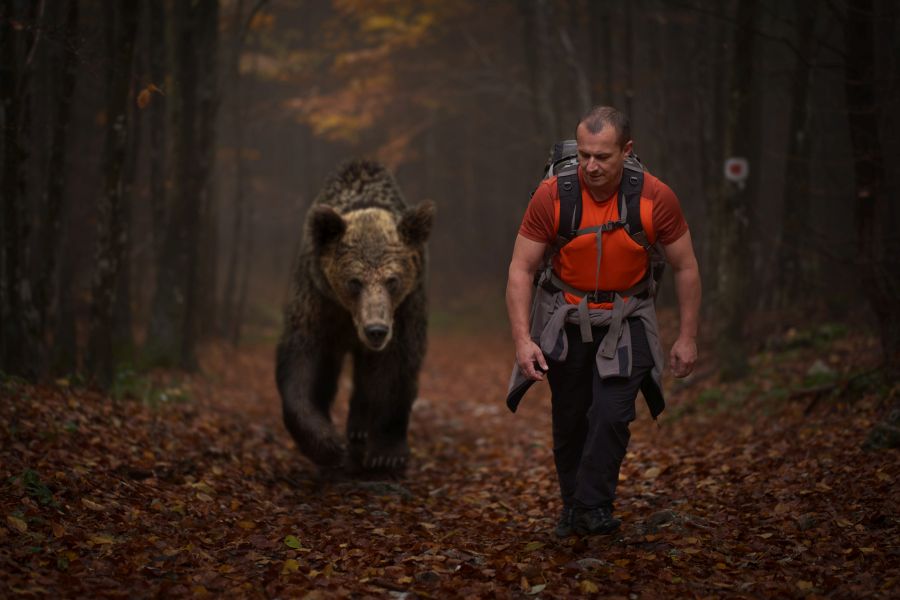 Ein Bär, der einen Wanderer auf einem Wanderweg verfolgt. (Symbolbild: iStock/xalanx)