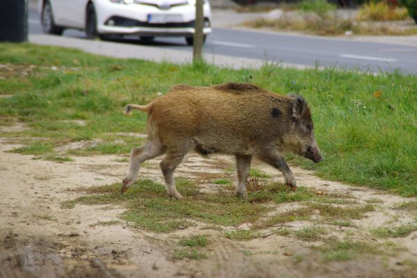 Wildschwein sorgt für Aufregung in der Mainzer Innenstadt