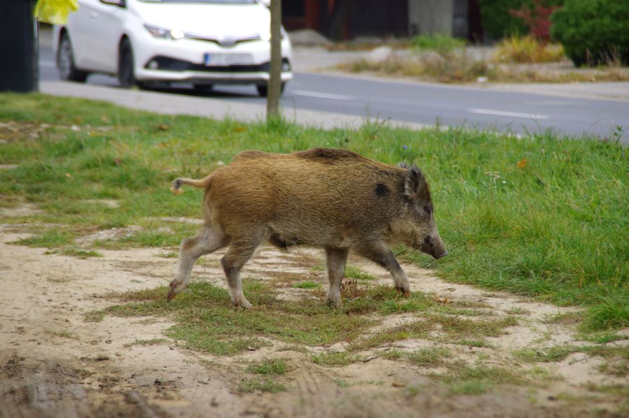 Szenen, wie diese, bei denen Wildschweine sich in die Innenstädte selbst von Großstädten wagen, gibt es immer wieder und auch immer häufiger. Hier zu sehen ein Frischlingskeiler, der in aller Ruhe eine Grünfläche überquert, während Autos am helllichten Tag an ihm vorbeifahren. (Symbolbild: iStock/Arkadiusz Warguła)