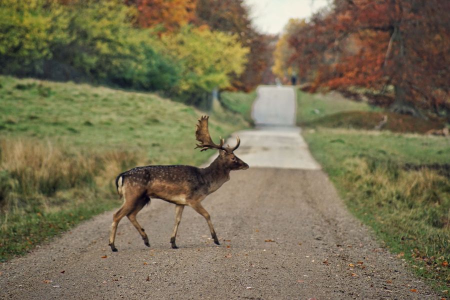 Ein Damhirsch, der einen Feldweg überquert. (Symbolbild: iStock/Wirestock)