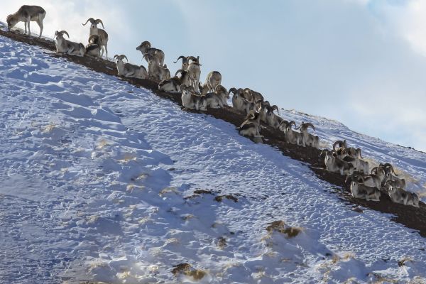 Rancher aus Montana gesteht illegale Züchtung eines riesigen Argalis