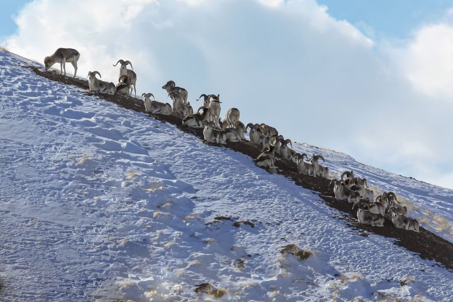 Eine Gruppe Marco Polo Schafe an einem schneebedeckten Hang einer Bergkette. (Symbolbild: iStock)