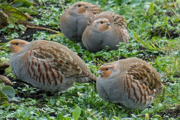 Rebhuhn hält den Rekord im „Eierverstecken“: Bis zu 20 Eier pro Nest