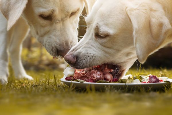 Deutsche legen mehr Wert auf Hundefutter als auf eigene Ernährung