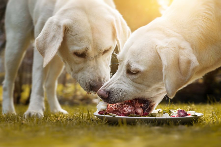 Zwei junge Labrador Retriever Hundewelpen fressen Fleisch gemeinsam aus einem Napf im Garten (Symbolbild: iStockmanushot)