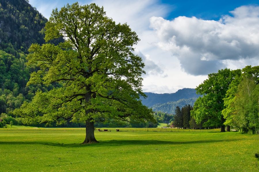 Landschaft in Oberbayern. (Symbolbild: Manfred Antranias Zimmer auf Pixabay)