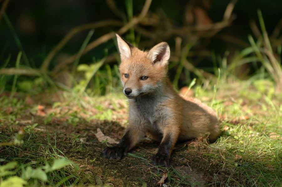 Ein junger Fuchs. (Symbolbild: Tom Frydenlund auf Pixabay)