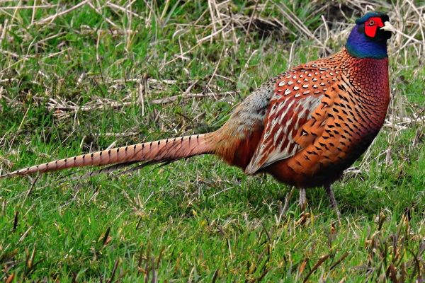 Bayerischer Jagdverband warnt vor Biodiversitätsverlust durch Aussetzung der EU-Stilllegungspflicht