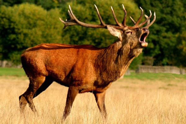 Urteil: Kein Unfallschutz für Jäger bei Verletzung durch erlegten Hirsch
