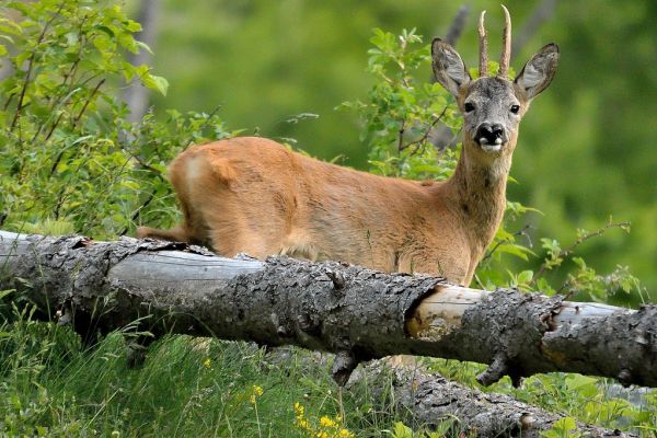 Mecklenburg-Vorpommern verabschiedet neues Jagdgesetz, welches zum 1. April in Kraft tritt