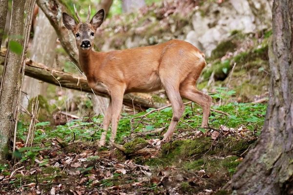 Polizei Harburg ermittelt wegen Jagdwilderei: Zeugenaufruf nach Fund von totem Rehbock