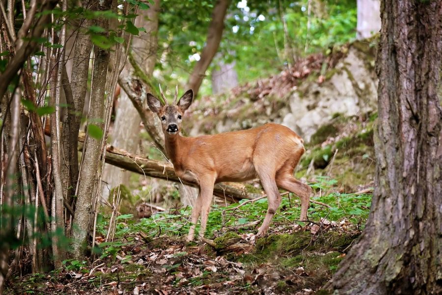 Ein Rehbock im Wald. (Symbolbild: gamagapix auf Pixabay)