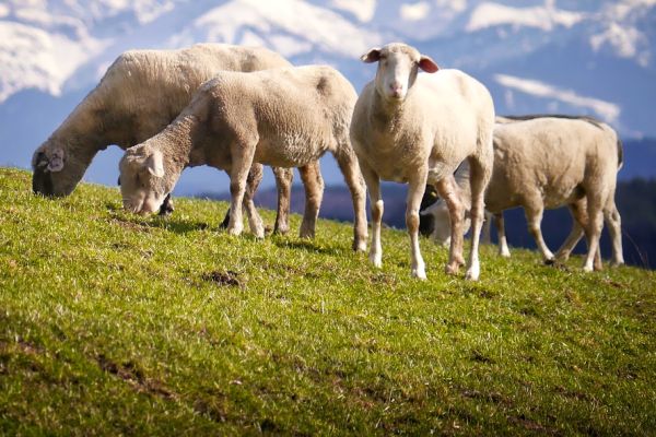 Neue und schnellere Regeln für den Umgang mit Schadwölfen