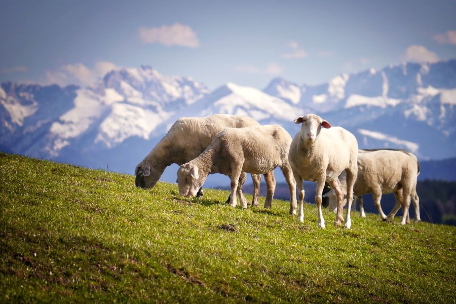 Schafe auf einer Alm im Hochgebirge. (Symbolbild: Albrecht Fietz auf Pixabay)