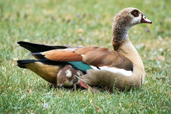 Nilgans mit Pfeil im Parc de Tarbes in Altenkirchen getötet