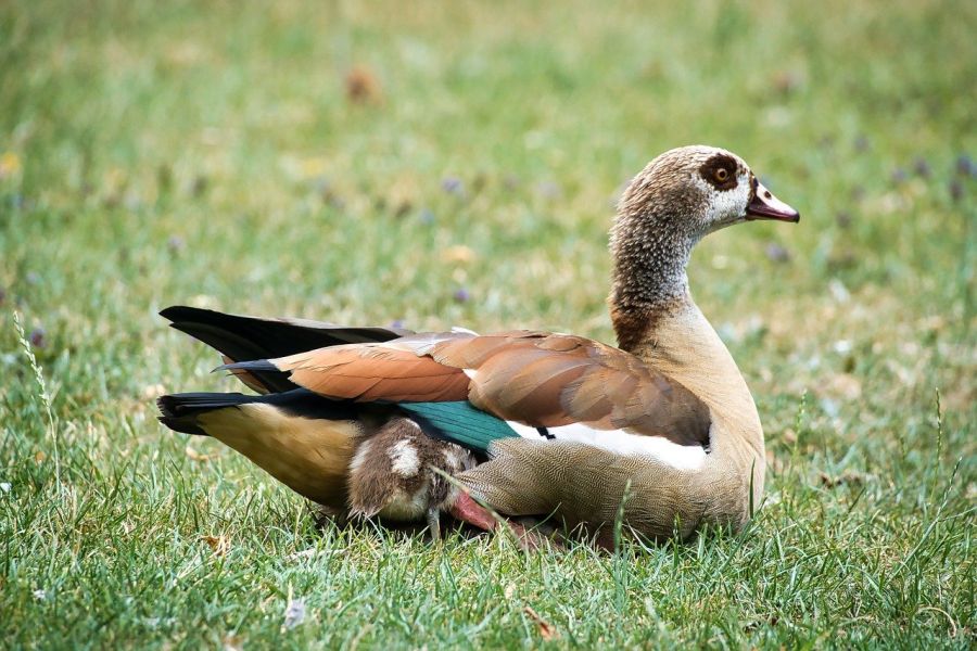 Sitzende Nilgans mit einem Gössel unter dem Flügel. (Symbolbild: Anrita auf Pixabay)