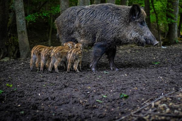 Tierschützer wollen Empfängnisverhütung für Wildschweine in Genf