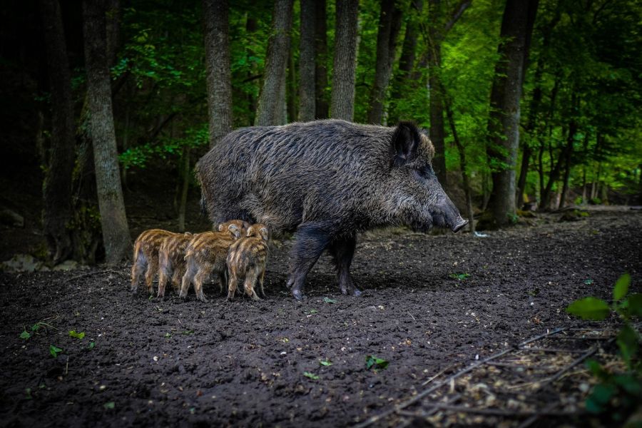 Eine Bache mit gestreiften Frischlingen. (Symbolbild: Michal Renčo auf Pixabay)