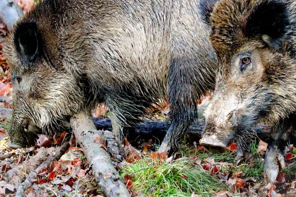 Limoges: Drei Wildschweine nach Angriff auf älteres Ehepaar in der Stadt geschossen