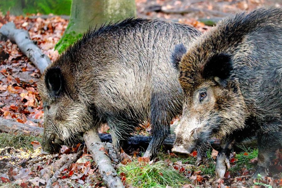 Zwei Wildschweine beim „Brechen“. (Symbolbild: Thomas G. auf Pixabay)