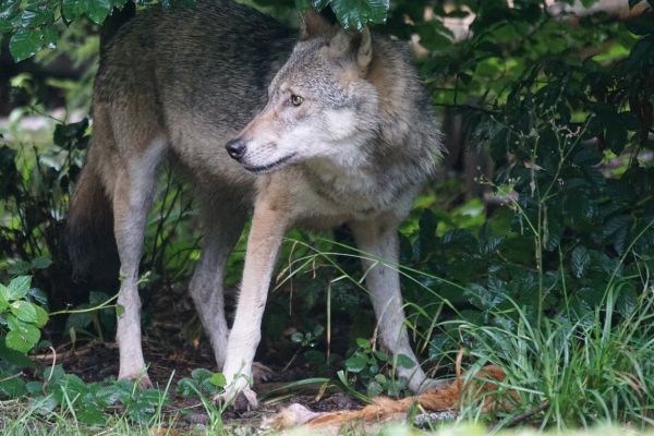 Wolfsmanagement: Neues KLUWO-Beratungszentrum im Westerwald