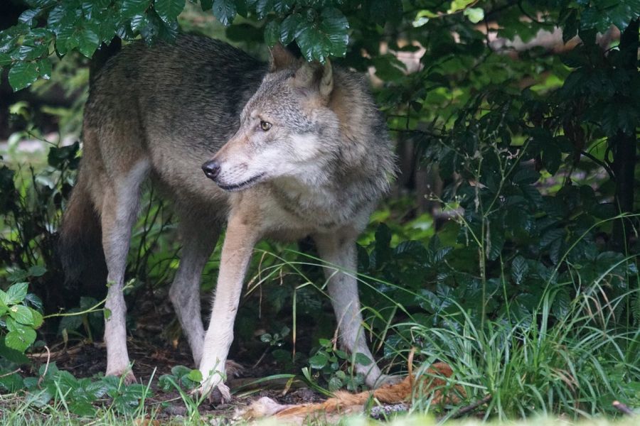 Ein Wolf über einem Riss. (Symbolbild: Marcel Langthim auf Pixabay)