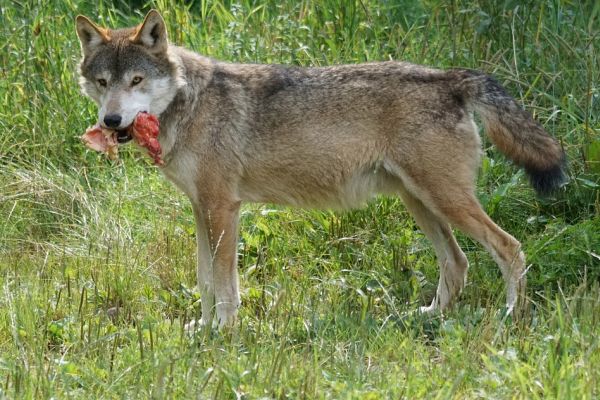 Baden-Württemberg: Neues Wolfsgebiet „Hornisgrinde“ in ausgewiesen