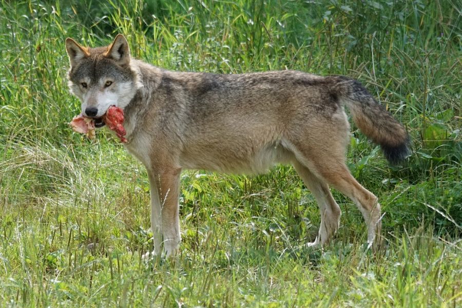 Ein Wolf mit einem Stück Beute. (Symbolbild: Marcel Langthim auf Pixabay)