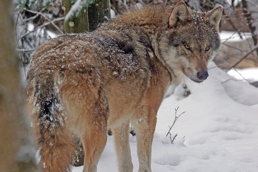 Ein Wolf im Schnee, der sich über seine rechte Schulter umblickt. (Symbolbild: Marcel Langthim auf Pixabay)